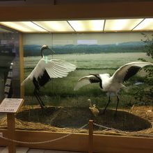 タンチョウヅルです。