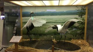 釧路湿原を抜けた空港です。