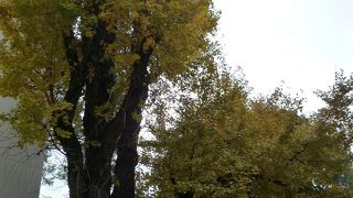 「夫婦銀杏」だけでなく、「博多のぎなん」も見ましょう