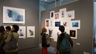猫の写真展