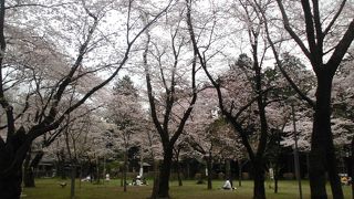 隠れた桜の名所