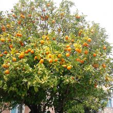 中庭のオレンジの樹
