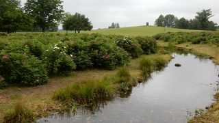 六花亭ファン必見