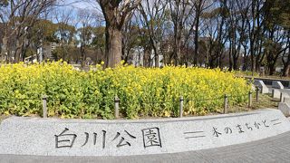 菜の花が咲いてました。