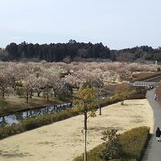 2017年３月12日現在、常磐線の北側に位置する梅林よりも南側に位置する田鶴鳴梅林のほうが綺麗に咲いていました