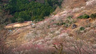 梅の時期がお勧めですが、8分咲か満開か…いつ行くかが思案のしどころ