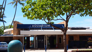 モンクシールが人気！オアフ随一の水族館！