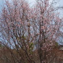 八幡公園桜