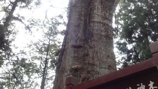 何世紀も時代を見守ってきた巨大な木「香林神木」