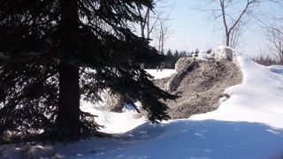 時期をはずしてしまいました。