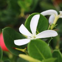 ビーチ沿いを散歩すると隣のホテルも散策できます。