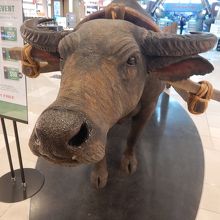 免税店入り口付近にいる牛