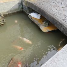 アヒル（ガチョウ）？発見