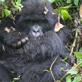 マウンテンゴリラトレッキングとゴールデンモンキートレッキングをしました