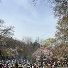 ジンギスカンを青空と桜をみながらいただく。
