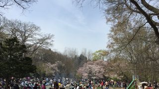 花見とジンギスカンが出来る円山公園。期間限定です。