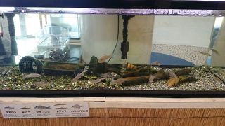 鳥や魚の生態を学ぶ