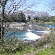 桜並木が美しい亀ヶ広公園