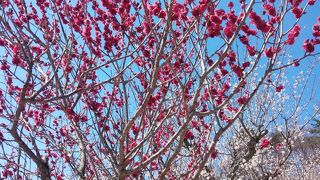 梅の時期のハイキング