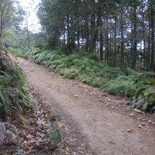 広い登山道