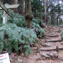 頂上に近づくにつれて急になります