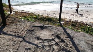 ゴジラの足跡があると聞いて・・・。