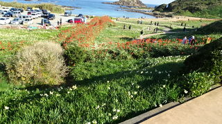 水仙祭りの時期に行きました