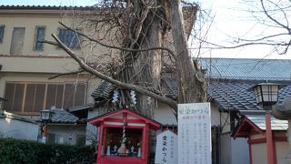 「恋愛成就」「夫婦和合」の霊木です！