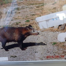 タヌキが生息しているらしい。