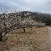 山背古道を歩き青谷梅林に梅を見に行きました