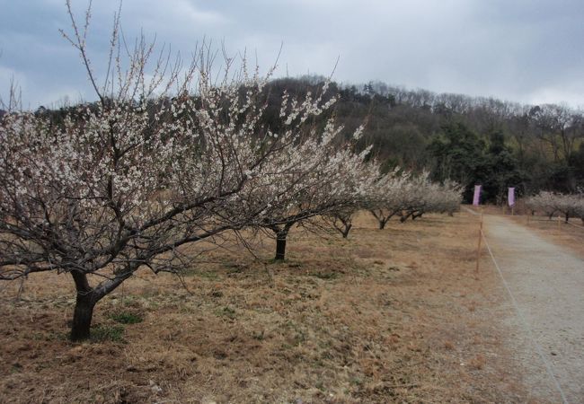 山背古道を歩き青谷梅林に梅を見に行きました