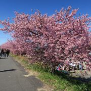 桜の名所