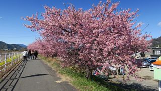 桜の名所