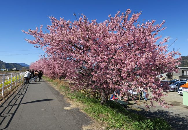 桜の名所