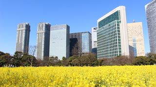 菜の花と高層ビルの景色で有名