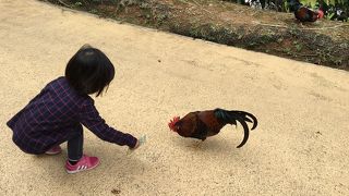 自然と触れ合う