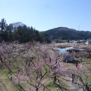 沢山の梅の花