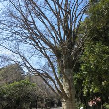 散歩道と巨木