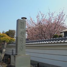 河津桜が咲いていました