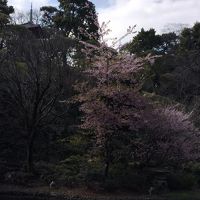 三重塔と早咲きの桜