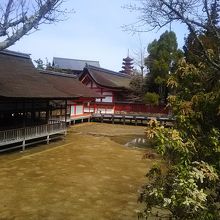 梅や馬酔木(アセビ)の花は、早春らしいですね～