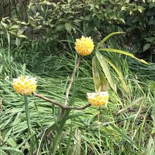 大輪三椏（たいりんみつまた）