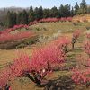 元石川 花桃の丘