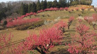 元石川 花桃の丘