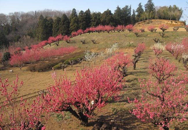 元石川 花桃の丘