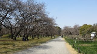 色々な花木が見られます