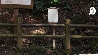 偕楽園に湧く、眼病祈願の水。