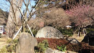 梅を見ながら散策しました