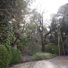 とてもきれいなお庭です