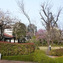 背景に東京カテドラル聖マリア大聖堂の鐘塔が見えます